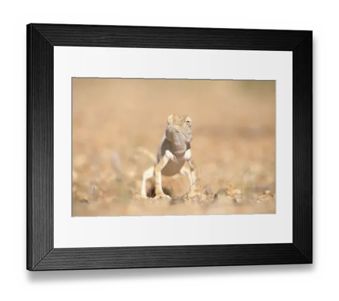 Framed Print : Desert chameleon {Chamaeleo namaquensis} note one eye facing forwards, the other backwards Framed Print : Desert chameleon {Chamaeleo namaquensis} note one eye facing forwards, the other backwards