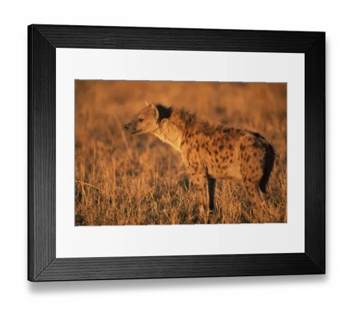 Framed Print : Profile portrait of Spotted hyaena (Crocuta crocuta) Moremi WR, Okavango Delta, Botswana Framed Print : Profile portrait of Spotted hyaena (Crocuta crocuta) Moremi WR, Okavango Delta, Botswana