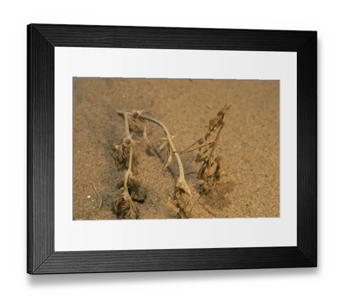 Framed Print : Desert Praying mantis {Mantodea} Skeleton Coast, Namibia Framed Print : Desert Praying mantis {Mantodea} Skeleton Coast, Namibia