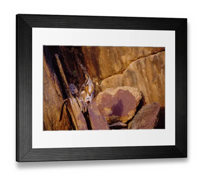Framed Print : Yellow-footed rock wallaby {Petrogale xanthopus} South Australia Framed Print : Yellow-footed rock wallaby {Petrogale xanthopus} South Australia