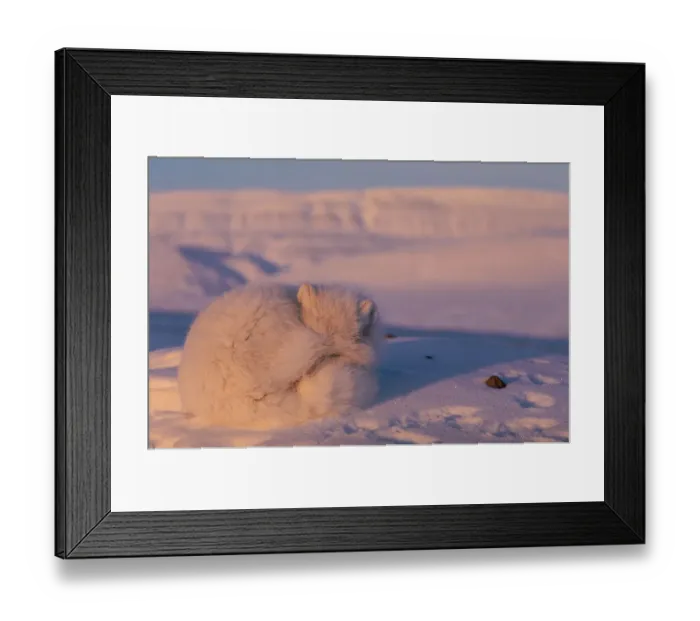 Framed Print : Arctic fox curled up resting {Alopes lagopus} Ellesmere Island, Canada Framed Print : Arctic fox curled up resting {Alopes lagopus} Ellesmere Island, Canada