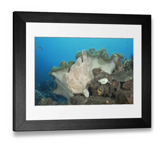 Framed Print : Giant frogfish {Antennarius commersoni} on Mushroom Leather coral, Sulawesi, Indonesia Framed Print : Giant frogfish {Antennarius commersoni} on Mushroom Leather coral, Sulawesi, Indonesia