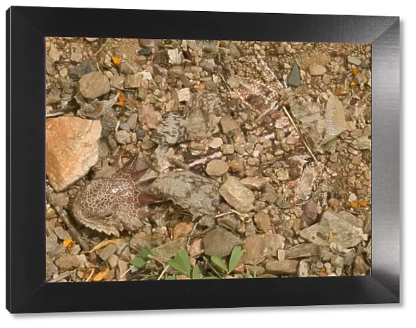 Regal horned lizard {Phrynosoma solare} buried to keep cool, Sonoran desert, Arizona, USA