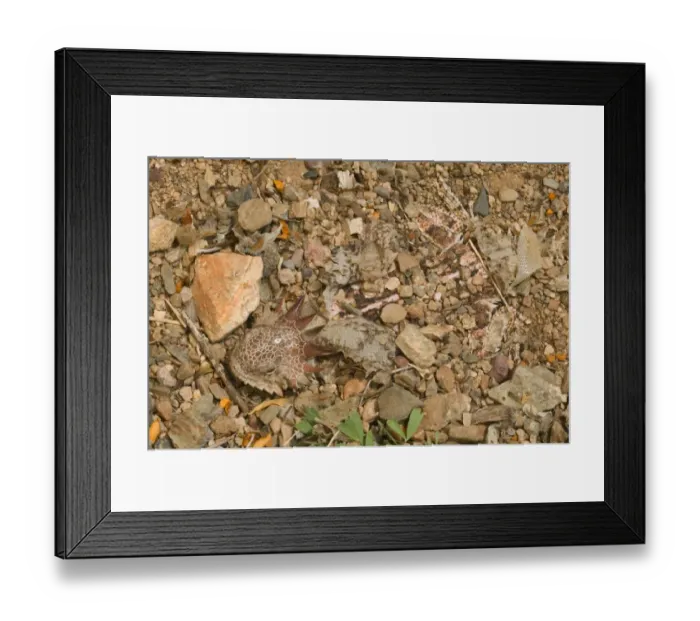 Framed Print : Regal horned lizard {Phrynosoma solare} buried to keep cool, Sonoran desert, Arizona, USA Framed Print : Regal horned lizard {Phrynosoma solare} buried to keep cool, Sonoran desert, Arizona, USA