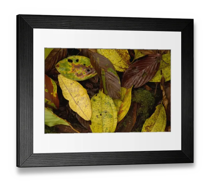 Framed Print : Imperial moth (Eacles sp) camouflaged in leaf litter, Mindo Cloud forest. Ecuador Framed Print : Imperial moth (Eacles sp) camouflaged in leaf litter, Mindo Cloud forest. Ecuador