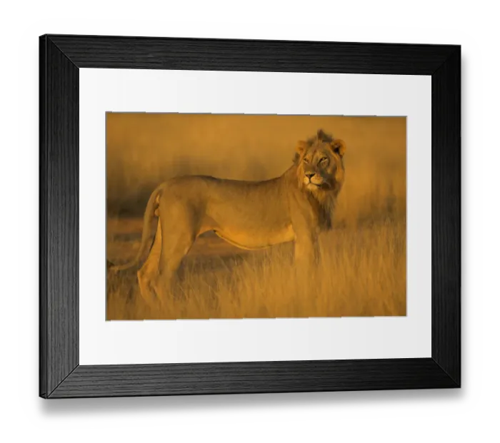 Framed Print : African Lion (Panthera leo) Samburu NP, Kenya Framed Print : African Lion (Panthera leo) Samburu NP, Kenya