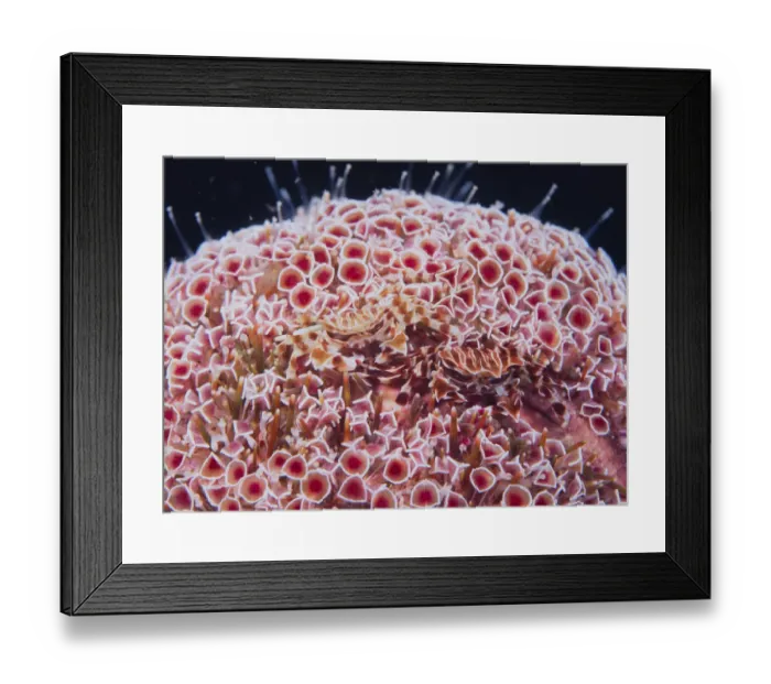 Framed Print : Zebra / Urchin Crab {Zebrida adamsii} pair parasitic on Sea urchin {Toxopneustes pileolus} Wakayama Framed Print : Zebra / Urchin Crab {Zebrida adamsii} pair parasitic on Sea urchin {Toxopneustes pileolus} Wakayama