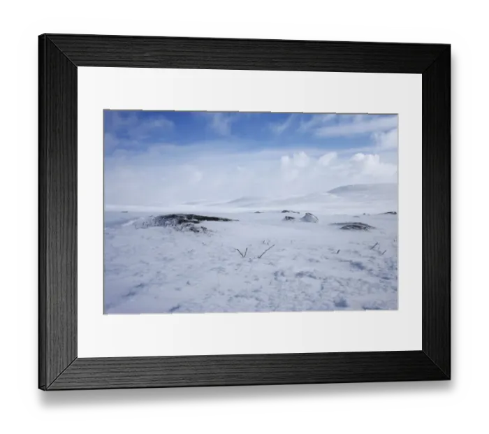 Framed Print : Willow grouse (Lagopus lagopus) camouflaged in snow. Utsjoki, Finland. April 2007 Framed Print : Willow grouse (Lagopus lagopus) camouflaged in snow. Utsjoki, Finland. April 2007