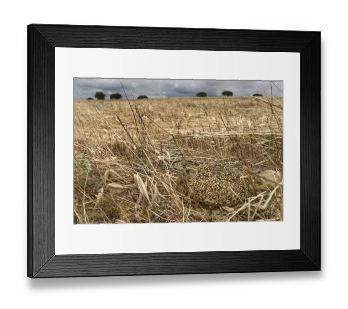 Framed Print : Little bustard {Tetrax tetrax} juvenile camouflaged on grassland, Portugal Framed Print : Little bustard {Tetrax tetrax} juvenile camouflaged on grassland, Portugal