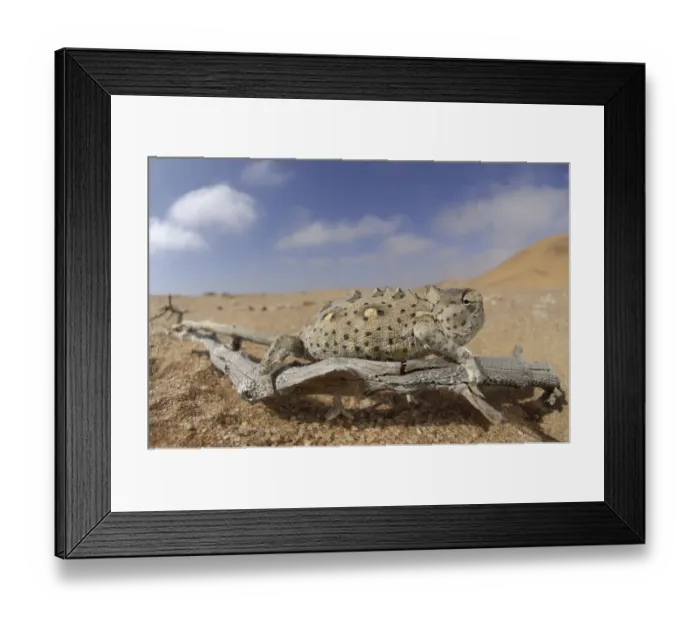 Framed Print : Desert chameleon {Chamaeleo namaquensis} in desert habitat, Namib Desert, Namibia Framed Print : Desert chameleon {Chamaeleo namaquensis} in desert habitat, Namib Desert, Namibia