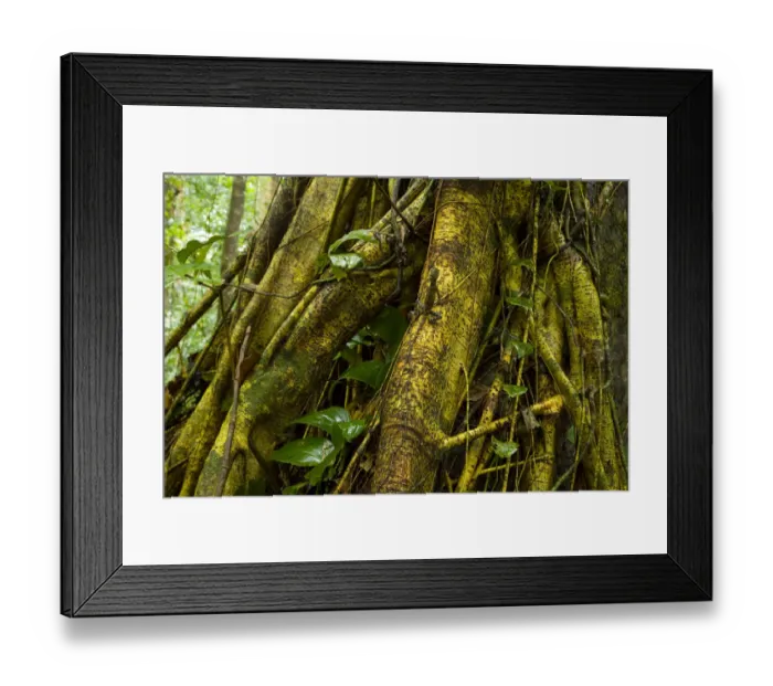 Framed Print : Comb crested dragon lizard {Gonocephalus liogaster} on Strangler fig roots, Danum Framed Print : Comb crested dragon lizard {Gonocephalus liogaster} on Strangler fig roots, Danum