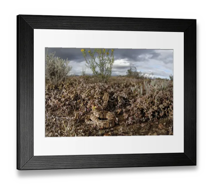 Framed Print : Puff adder (Bitis arietans) juvenile amongst succulent plants in karoo habitat, Little Karoo Framed Print : Puff adder (Bitis arietans) juvenile amongst succulent plants in karoo habitat, Little Karoo