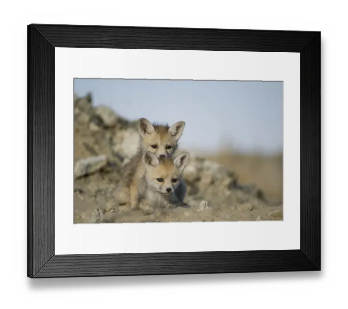 Framed Print : Desert / Whitefooted Fox (Vulpes vulpes pusilla) two cubs, Rajasthan, India Framed Print : Desert / Whitefooted Fox (Vulpes vulpes pusilla) two cubs, Rajasthan, India