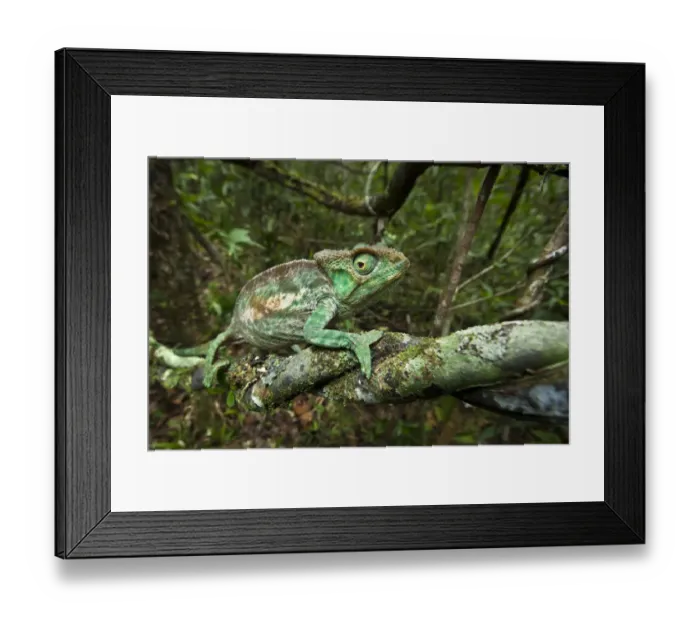 Framed Print : Parsons chameleon {Calumma parsonii} female walking along vine in tropical rainforest habitat Framed Print : Parsons chameleon {Calumma parsonii} female walking along vine in tropical rainforest habitat