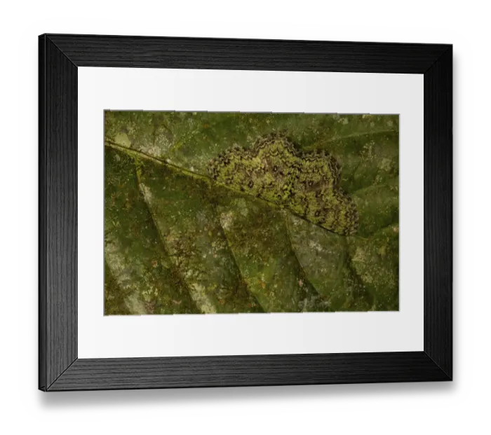 Framed Print : Camouflaged moth on a leaf tropical rainforest, Borneo, Malaysia Framed Print : Camouflaged moth on a leaf tropical rainforest, Borneo, Malaysia