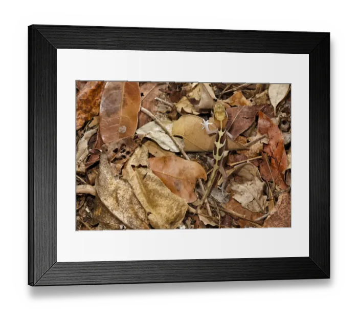 Framed Print : Big eyed / headed gecko {Paroedura pictus} camouflaged on forest floor. Dry deciduous forest Framed Print : Big eyed / headed gecko {Paroedura pictus} camouflaged on forest floor. Dry deciduous forest