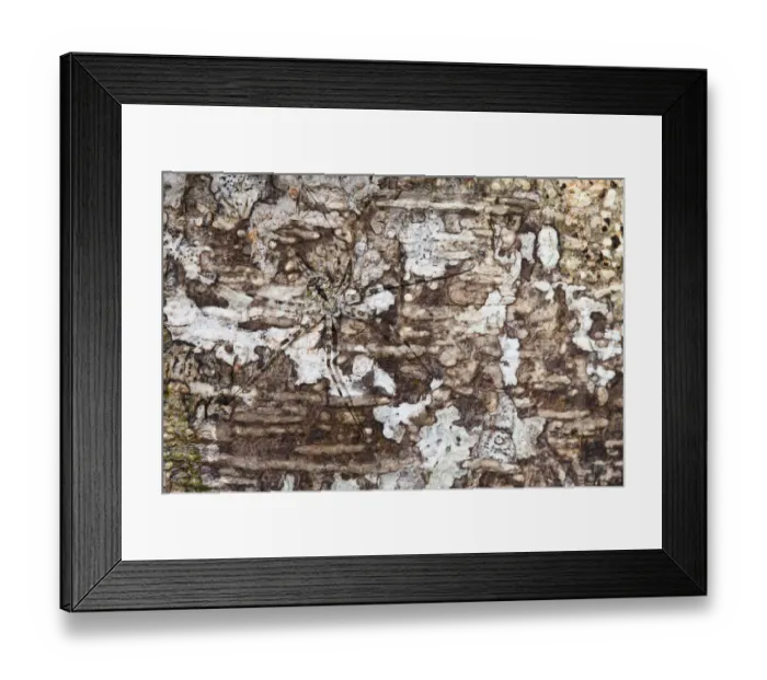 Framed Print : Long-spinnered bark spider {Hersiliidae sp} camouflaged on tree bark, tropical rainforest Framed Print : Long-spinnered bark spider {Hersiliidae sp} camouflaged on tree bark, tropical rainforest