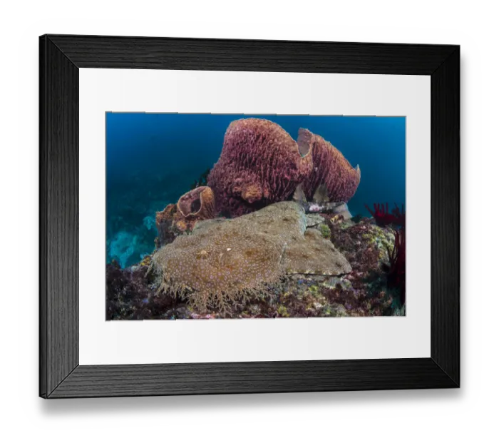 Framed Print : Female Tassled wobbegong shark (Eucrossorhinus dasypogon) rests alongside stand of Barrel sponges Framed Print : Female Tassled wobbegong shark (Eucrossorhinus dasypogon) rests alongside stand of Barrel sponges