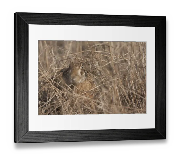 Framed Print : European hare (Lepus europaeus) camouflaged in field, Slovakia Framed Print : European hare (Lepus europaeus) camouflaged in field, Slovakia