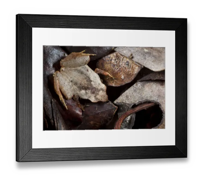 Framed Print : Terrestrial frog 1+Plethodontohyla sp+2 camouflaged amongst leaf litter on tropical