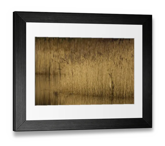 Framed Print : Bittern (Botaurus stellaris) camouflaged as it stands motionless in reedbed. Yorkshire Framed Print : Bittern (Botaurus stellaris) camouflaged as it stands motionless in reedbed. Yorkshire