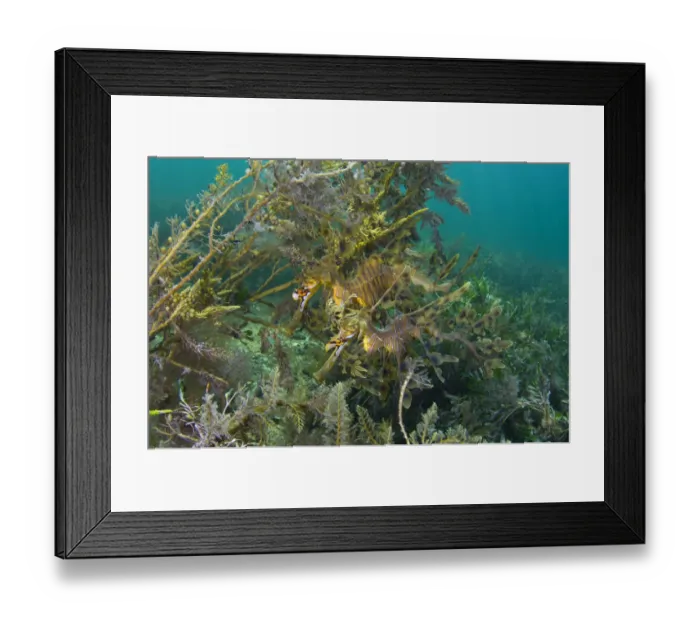 Framed Print : A pair of Leafy Seadragons (Phycodurus eques) camouflaged sheltering amongst seaweeds Framed Print : A pair of Leafy Seadragons (Phycodurus eques) camouflaged sheltering amongst seaweeds