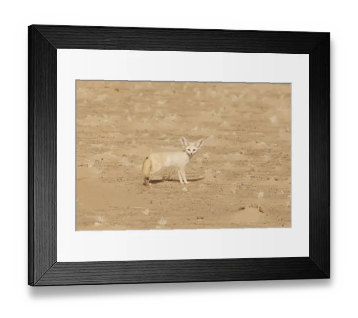Framed Print : Fennec Fox (Fennecus / Vulpes zerda) in profile against sand. Dilia Achetinamou Niger Framed Print : Fennec Fox (Fennecus / Vulpes zerda) in profile against sand. Dilia Achetinamou Niger