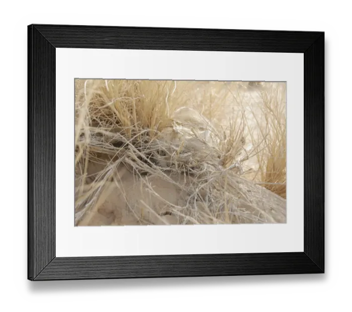 Framed Print : Face of a Sand Cat (Felis margarita) camouflaged in dry desert grass. Critically endangered species