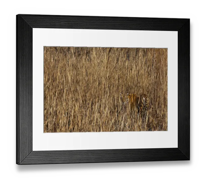 Framed Print : Tiger (Panthera tigris) camouflaged amongst tall grass, looking back at photographer Framed Print : Tiger (Panthera tigris) camouflaged amongst tall grass, looking back at photographer