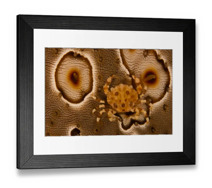 Framed Print : Harlequin Crab (Lissocarcinus orbicularis) camouflaged to match its commensal host Framed Print : Harlequin Crab (Lissocarcinus orbicularis) camouflaged to match its commensal host