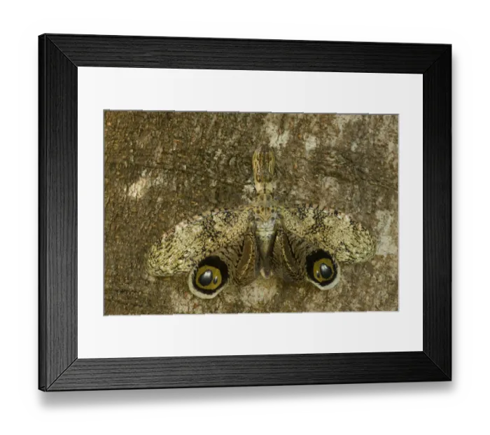 Framed Print : Lantern Fly / Machaca (Fulgora lampetis) displaying eye-spots, used to startle potential predators Framed Print : Lantern Fly / Machaca (Fulgora lampetis) displaying eye-spots, used to startle potential predators