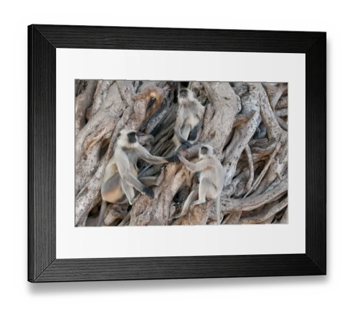 Framed Print : Southern plains grey langur ( Semnopithecus entellus / Presbytis entellus) group Framed Print : Southern plains grey langur ( Semnopithecus entellus / Presbytis entellus) group