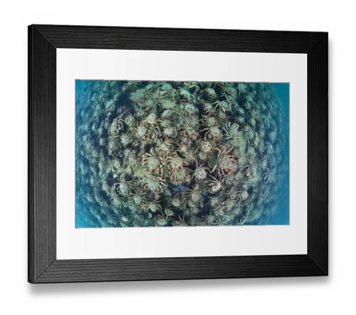 Framed Print : Aggregation of Spider crabs (Maja squinado) in shallow water off Burton Bradstock Framed Print : Aggregation of Spider crabs (Maja squinado) in shallow water off Burton Bradstock