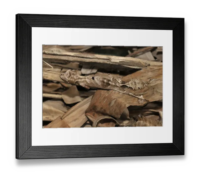 Framed Print : Leaf tailed gecko (Uroplatus phantasticus) concealed in amongst dry leaves, Madagascar Framed Print : Leaf tailed gecko (Uroplatus phantasticus) concealed in amongst dry leaves, Madagascar