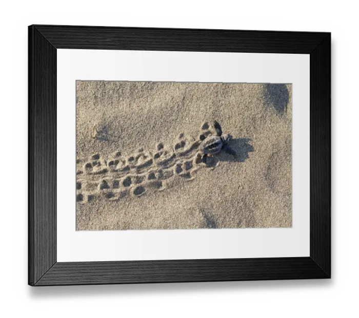 Framed Print : Loggerhead turtle (Caretta caretta) hatchling running to the sea, lycian coast, Mediterranean Sea Framed Print : Loggerhead turtle (Caretta caretta) hatchling running to the sea, lycian coast, Mediterranean Sea
