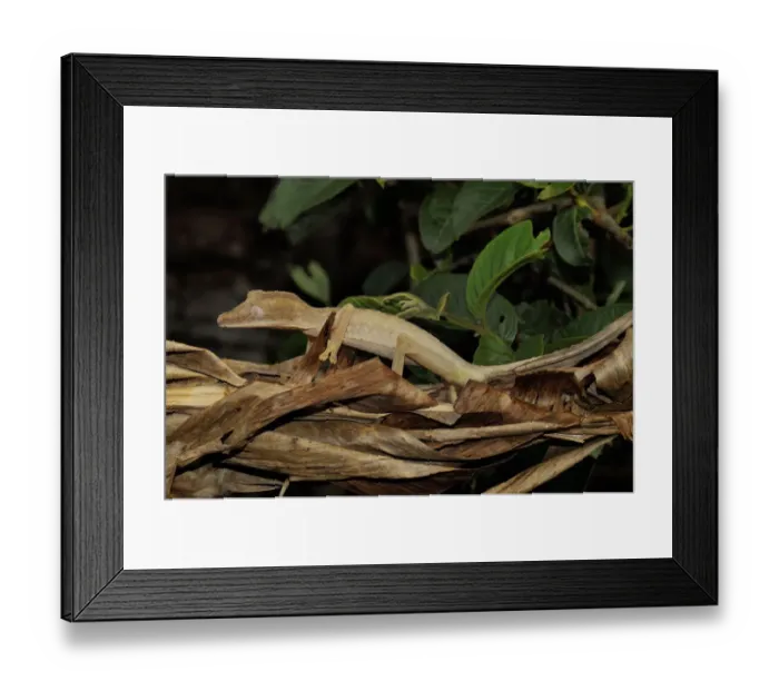 Framed Print : Leaf tailed gecko (Uroplatus fimbriatus) camouflaged on leaf litter, Madagascar