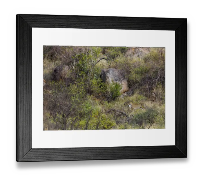 Framed Print : Leopard (Panthera pardus) carrying bush hare prey through savanna, Samburu National Reserve