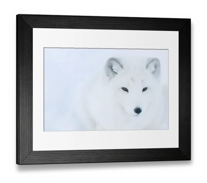 Framed Print : Artic fox (Vulpes lagopus) portrait, captive, Norway, February Framed Print : Artic fox (Vulpes lagopus) portrait, captive, Norway, February