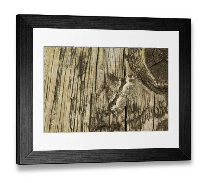 Framed Print : Common carpet moth (Epirrhoe alternata) camouflaged on wood, Sheffield, South Yorkshire Framed Print : Common carpet moth (Epirrhoe alternata) camouflaged on wood, Sheffield, South Yorkshire