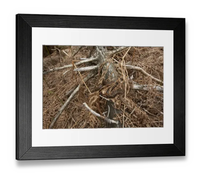 Framed Print : Adder (Vipera berus) camouflaged in dead ferns, Black Forest, Baden-Wurttemberg, Germany