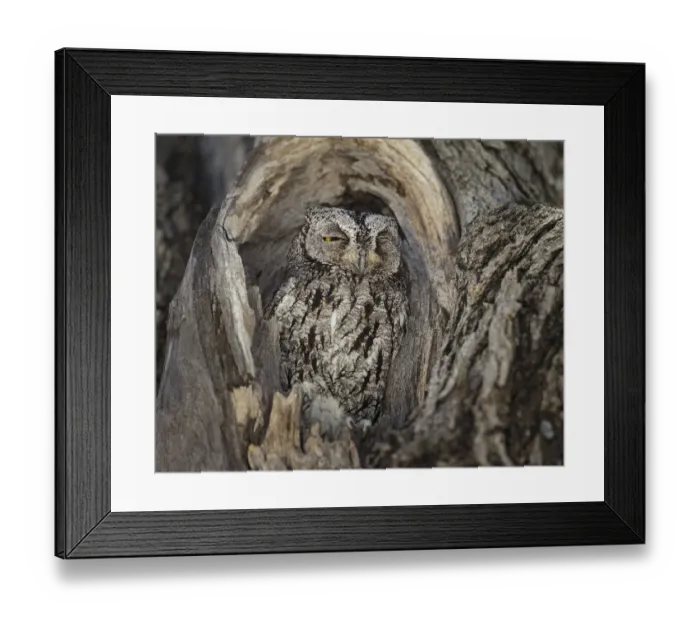Framed Print : African scops owl (Otus senegalensis) resting in tree hole, Etosha National Park, Namibia Framed Print : African scops owl (Otus senegalensis) resting in tree hole, Etosha National Park, Namibia