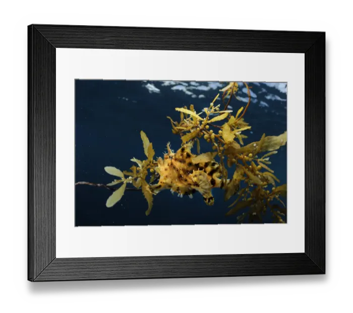Framed Print : Sargassum fish (Histrio histrio) near the surface on floating Sargassum seaweed, Raja Ampat Framed Print : Sargassum fish (Histrio histrio) near the surface on floating Sargassum seaweed, Raja Ampat