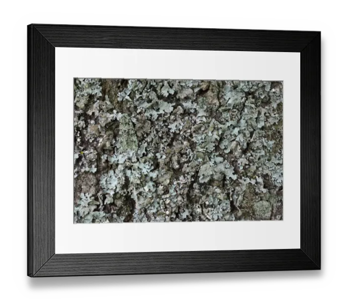 Framed Print : Merveille-du-Jour moth (Dichonia aprilina), camouflaged on lichen. The National Forest Framed Print : Merveille-du-Jour moth (Dichonia aprilina), camouflaged on lichen. The National Forest