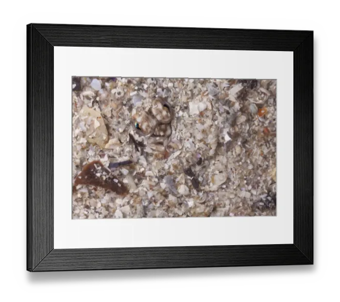 Framed Print : Close up of head of European Plaice (Pleuronectes platessa) camouflaged in sand Framed Print : Close up of head of European Plaice (Pleuronectes platessa) camouflaged in sand