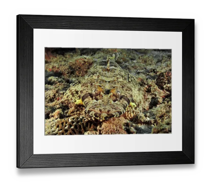 Framed Print : Close-up of a Common crocodilefish / Carpet flathead (Papilloculiceps longiceps) Framed Print : Close-up of a Common crocodilefish / Carpet flathead (Papilloculiceps longiceps)