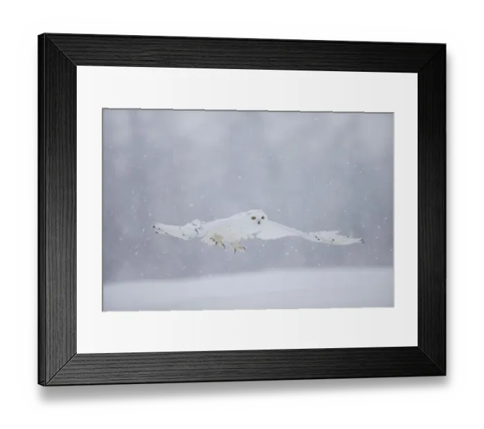 Framed Print : Snowy Owl (Bubo scandiaca) flying low, captive, February Framed Print : Snowy Owl (Bubo scandiaca) flying low, captive, February