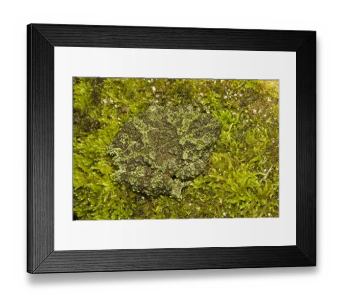 Framed Print : Mossy frogs (Theloderma corticale) camouflaged, captive occurs in Vietnam Framed Print : Mossy frogs (Theloderma corticale) camouflaged, captive occurs in Vietnam