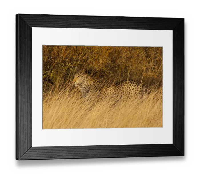 Framed Print : Leopard (Panthera pardus) walking through dry grassland, Erindi Game Reserve, Namibia Framed Print : Leopard (Panthera pardus) walking through dry grassland, Erindi Game Reserve, Namibia