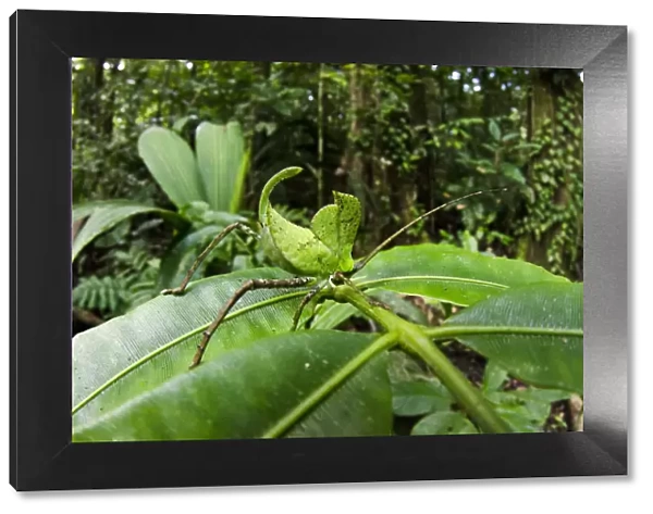 Leaf katydid (Cycloptera speculata) Yasuni National Park, Amazon Rainforest, Ecuador