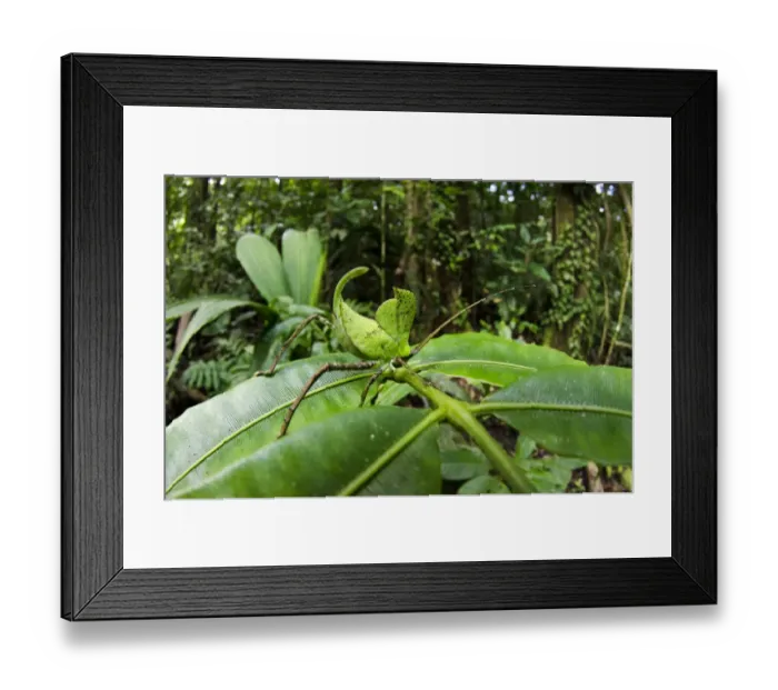 Framed Print : Leaf katydid (Cycloptera speculata) Yasuni National Park, Amazon Rainforest, Ecuador Framed Print : Leaf katydid (Cycloptera speculata) Yasuni National Park, Amazon Rainforest, Ecuador